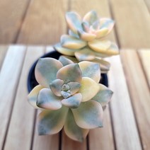 살구미인금 물이들면 예쁜 다육식물2-40 랜덤발송, 단품