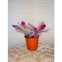 꽃나무팜 미니달개비 소품 핑크레이디 핑크달개비 늘어지는식물 행잉플랜트 무늬