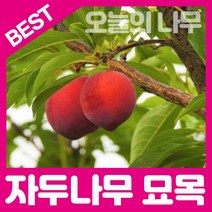 합리적 가격의 자두나무묘목(왕왕자두 왕자두 후무사 바이오체리 추희), 바이오체리(흑자두)접목묘중묘