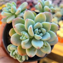 색감 예쁜 다육식물 한눈에 모아보기, 라울