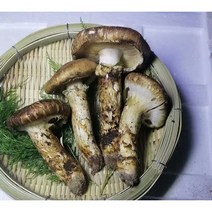 자연산송이버섯 백두산송이 2023년 햇송이 생송이버섯 부모님선물 고급식자재, 1박스, 가정용/파지품 480g