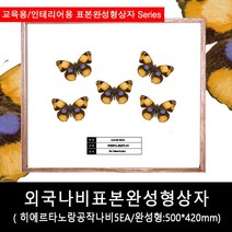 외국나비표본완성형상자500mmx420mm Junonia hierta