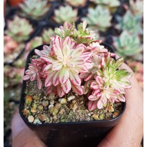 행복한꽃순이// 소인제금 (5.5cm분)