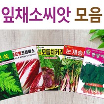 살아있는 씨앗 모음 채소씨앗 상추 쑥갓 궁채 유럽 치커리 루꼴라 치커리 청경채 시금치 파 양파 부추 도라지 곰취 더덕 곤드레 나물 내이 종자, E-슈퍼도라지 x 1개, 1개