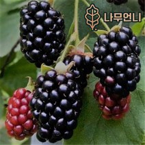 블랙베리나무 복분자딸기나무 나무언니, 슈퍼블랙베리나무 삽목2년생(2개세트)