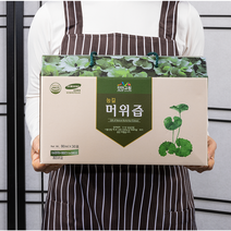 전라북도와 진안군 육성 머위로 만든 청정자연 머위즙 80ml 30포, 30팩