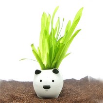 수초-흰둥이 포트 발리스네리아-귀여운 수족관 꾸미기, 없음