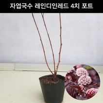 국수나무 자엽국수 레인디인레드 4치포트 관상용 정원용 묘목 화분