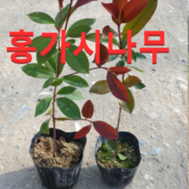 (성실D)홍가시(레드로빈) 키50센치내외(포트) 3그루