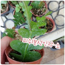 꽃나라엘리스 피쉬본선인장-소-꼬불꼬불 모양이 생선뼈를 닮았다고해서 붙여진 생선뼈선인장