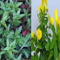 (GS소망)노랑 황금낮달맞이모종(포트) 10개