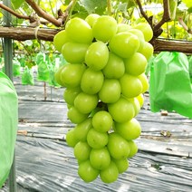 제철 국내산 특등급 샤인머스켓 고당도 씨없는 망고포도 1~4kg 애플포도 청포도, 샤인머스켓(특) 4kg내외 (4-5송이)
