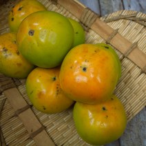 고당도 태추 단감 차량 부유 대봉감 배단감 창원, 22-28과 가정용 태추단감 4kg 소과