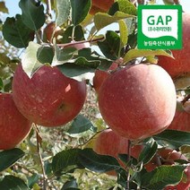 (인빌푸드)김천 양각사과(GAP인증) 5kg(19과), 단품