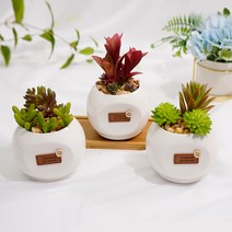 다육 삼형제, 다육삼형제, 1개