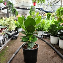 식물사랑꽃농원 크루시아/공기정화식물