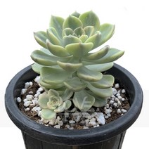 팅커벨금-에케베리아/로제트/반려식물/다육, 1개