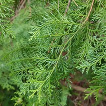 편백나무 21cm화분 h80cm전후, 1개