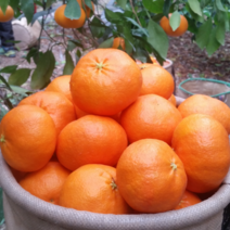 제주 레드향 가정용 선물용 2kg 3kg 5kg, 선물용 제주 레드향 중대 (5-10과)