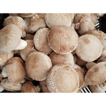양양표고버섯 선물용 1kg, 5kg