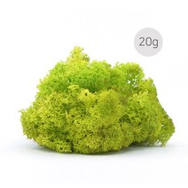 비오스 스칸디아모스 20g-천연이끼 공기정화식물, 3번