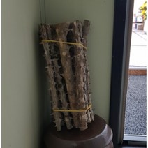 자연그리고약초 엄나무 관상용 25cm x 2세트