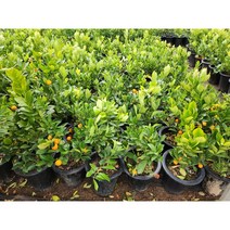 꽃담은나무 귤나무 결실주 특선 집들이선물, 2. 유주나무 30~50cm 결실주