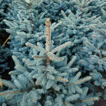 은청가문비(베이비블루)P9포트(2개묶음)묘목/dd2630, 2개