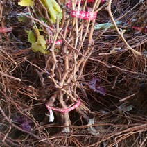 블랙사파이어 포도묘목, 삽목묘특