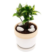 아침향기 공기정화식물 도토리화분 40종, 죽백, 도토리 레드