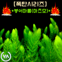 [수초폭탄] 통큰할인!!! 붕어마름(마츠모) 50촉 / 구피은신처 암브리아 붕어마름 마츠모 초보수초 레이아웃 부상수초