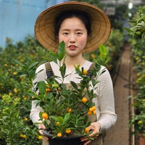 향기로운 황금열매 유주나무 중형 기본 포트, 1개