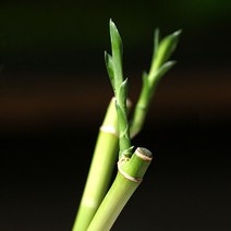 수경식물-개운죽 20cm 2개-수질정화 테라리움용 실내 공기정화/헬로아쿠아