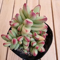 애성 키우기 쉬운 실내 다육 랜덤발송1-20