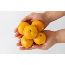 제주 고당도 타이벡 감귤 서귀포 노지 밀감 3kg 5kg 비가림 새콤달콤 귤한박스, 5kg(S~M)