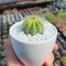 그리너리농장 다육이 선인장 20종 하얀색 화분에 담은 식물, 수박선인장, 1개