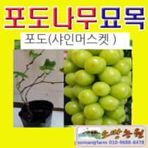 (D소망)청포도(샤인머스켓)묘목(삽목1년)포트 4그루