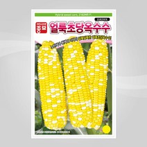 슬로시 슬로시 옥수수씨 옥수수 씨앗 초당 백초당 얼룩초당, 얼룩초당옥수수100립