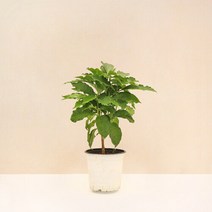 마이플랜트 [마이플랜트]커피나무 공기정화식물 중형 식물키우기 모종, 선택완료, 커피나무