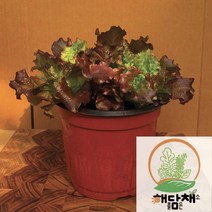 상추화분 18센티화분