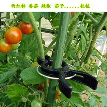 오이 집게 하우스 참외받침 넝쿨집게 플라스틱 꼬치집게 토마토 오이 토마토-49207, 토마토 클립 (16-20mm 일반)-[10가]