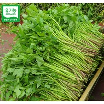 삼겹살친구 친환경 150m지하암반수 유기농 미나리 500g/1KG/2KG/4KG 무오염 무농약미나리 유기농미나리 미나리전 미나리4키로 미나리4kg 잡내제거, 1KG(포장비포함), 1개