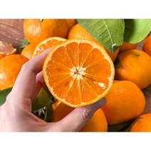 제주 카라향 고당도 꿀뚝뚝 1.5kg 2kg 5kg 10kg 가정용, 꿀당도 제주 카라향 가정용 1.5kg