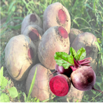 레드비트효능 제주산 레드비트즙 엑기스 고당도, 20포