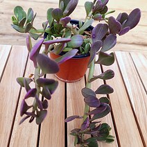 보라색으로 물들어가는 야곱세니금 키우기 다육식물1-40 랜덤발송