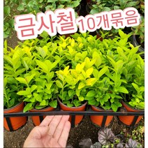 금사철-10개묶음/밝고 화사한 색상의 잎이 봄이 온것만 같은 기분이 들게 하네요~