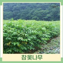 옻나무 묘목 참옻나무 실생2년생 뿌리 특묘 5개