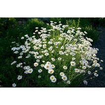 [씨앗]제충국(달마시안계) 20립