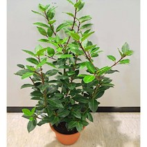 [이삽저삽] 월계수화분(키80-90cm내외/7치화분포함)5년생 대품 지중해식물 상록수 잎.허브식물 요리용재료(고기잡내제거)/생명력 강한 관엽식물/공기정화식물 관상용