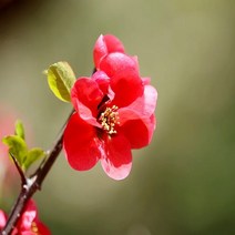 충주원예조경/명자나무/1.2m/개화주, 주